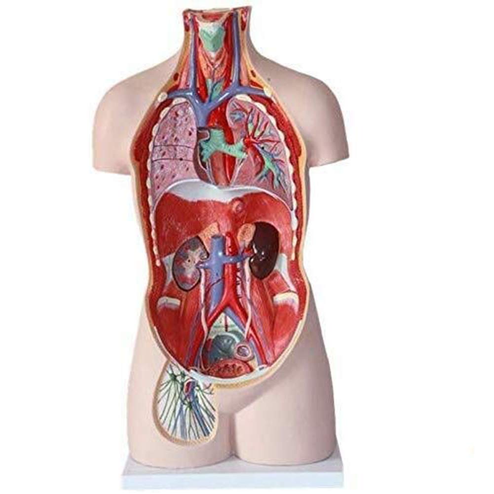 Educational 85Cm Body Anatomy Model Human Skeleton Anatomical Internal Organs for Easy to Remove and Assemble Skeleton Model