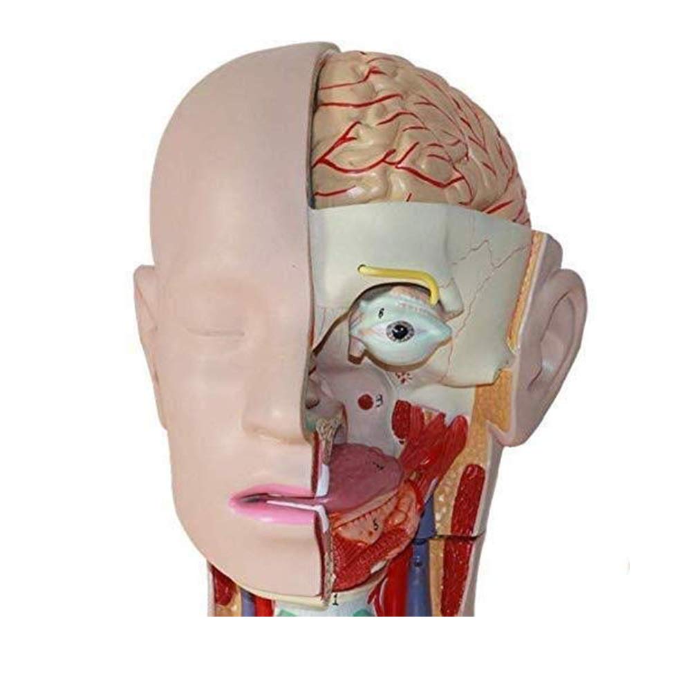 Educational 85Cm Body Anatomy Model Human Skeleton Anatomical Internal Organs for Easy to Remove and Assemble Skeleton Model