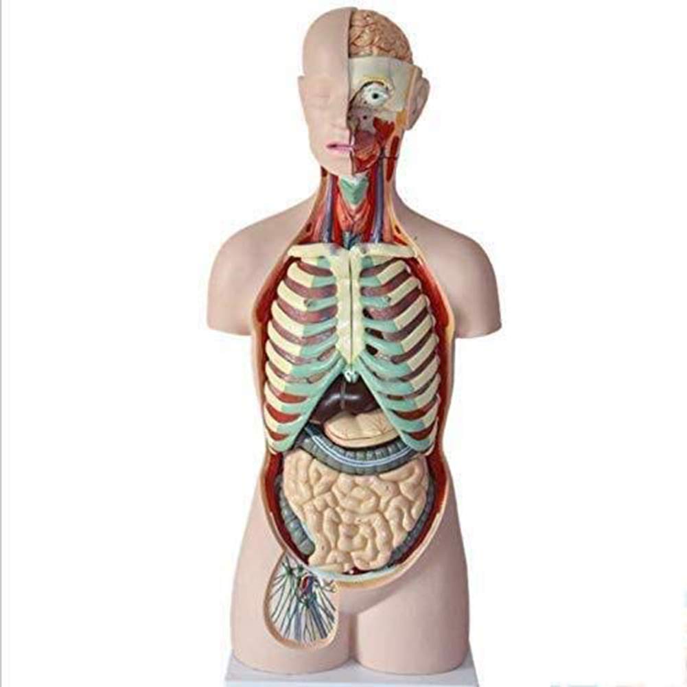 Educational 85Cm Body Anatomy Model Human Skeleton Anatomical Internal Organs for Easy to Remove and Assemble Skeleton Model