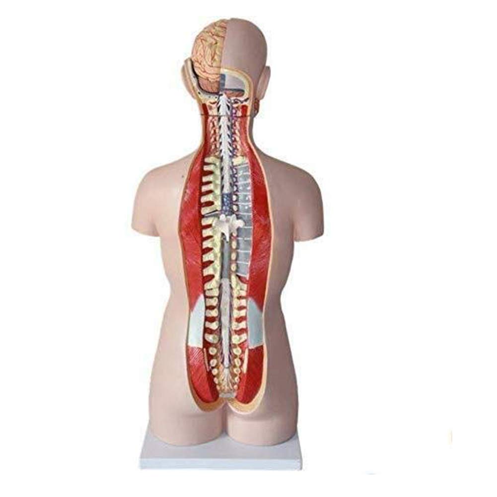 Educational 85Cm Body Anatomy Model Human Skeleton Anatomical Internal Organs for Easy to Remove and Assemble Skeleton Model