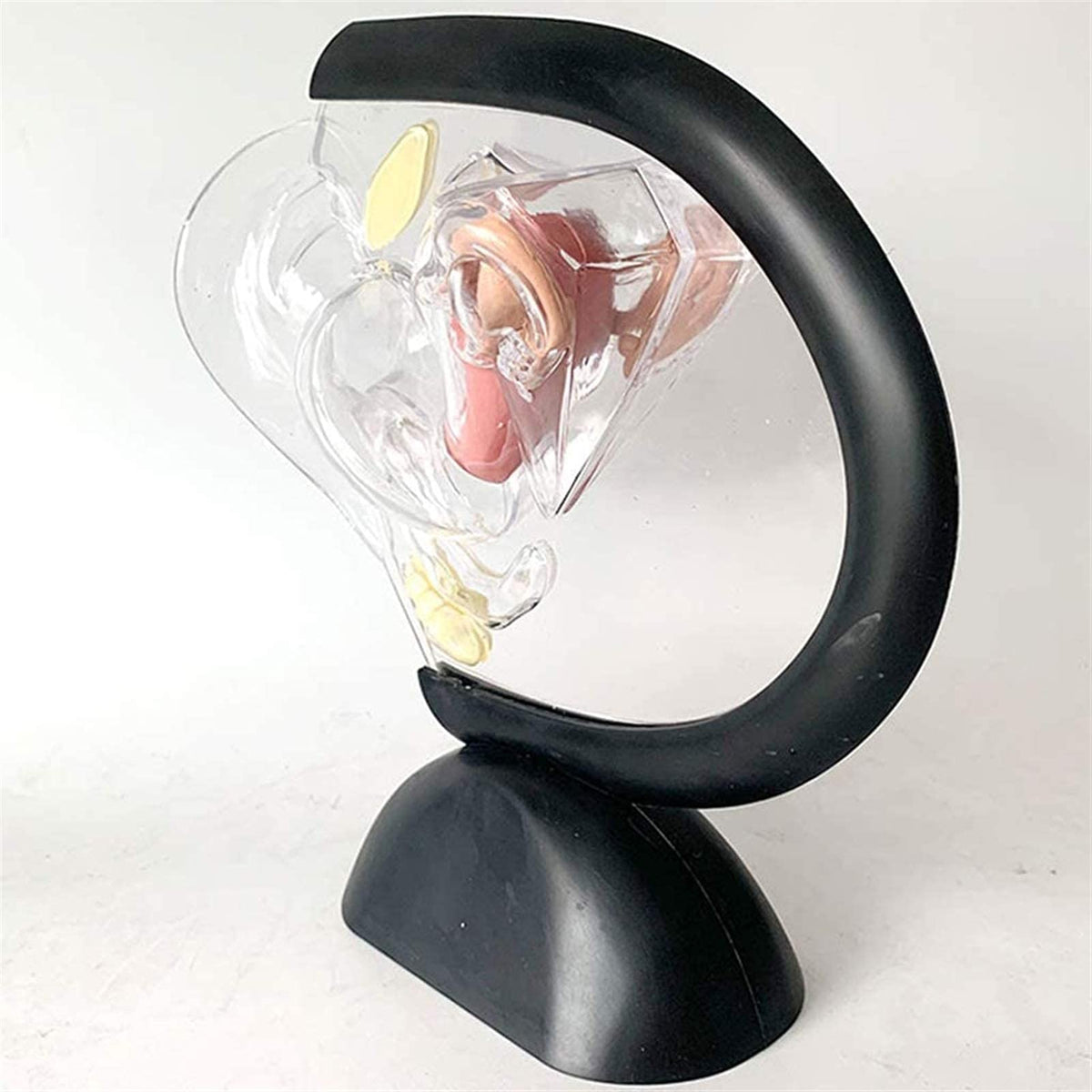 Anatomy Model, Human Model, Model Educational Model Uterus Model Human Organ Model Transparent Pathological Uterine Reproductive Model Detachable Visceral Skeleton Model