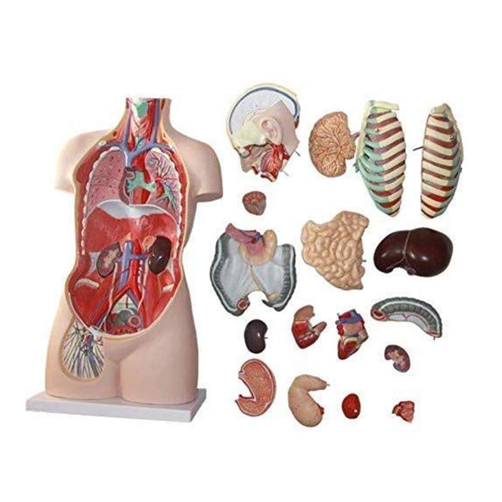 Educational 85Cm Body Anatomy Model Human Skeleton Anatomical Internal Organs for Easy to Remove and Assemble Skeleton Model