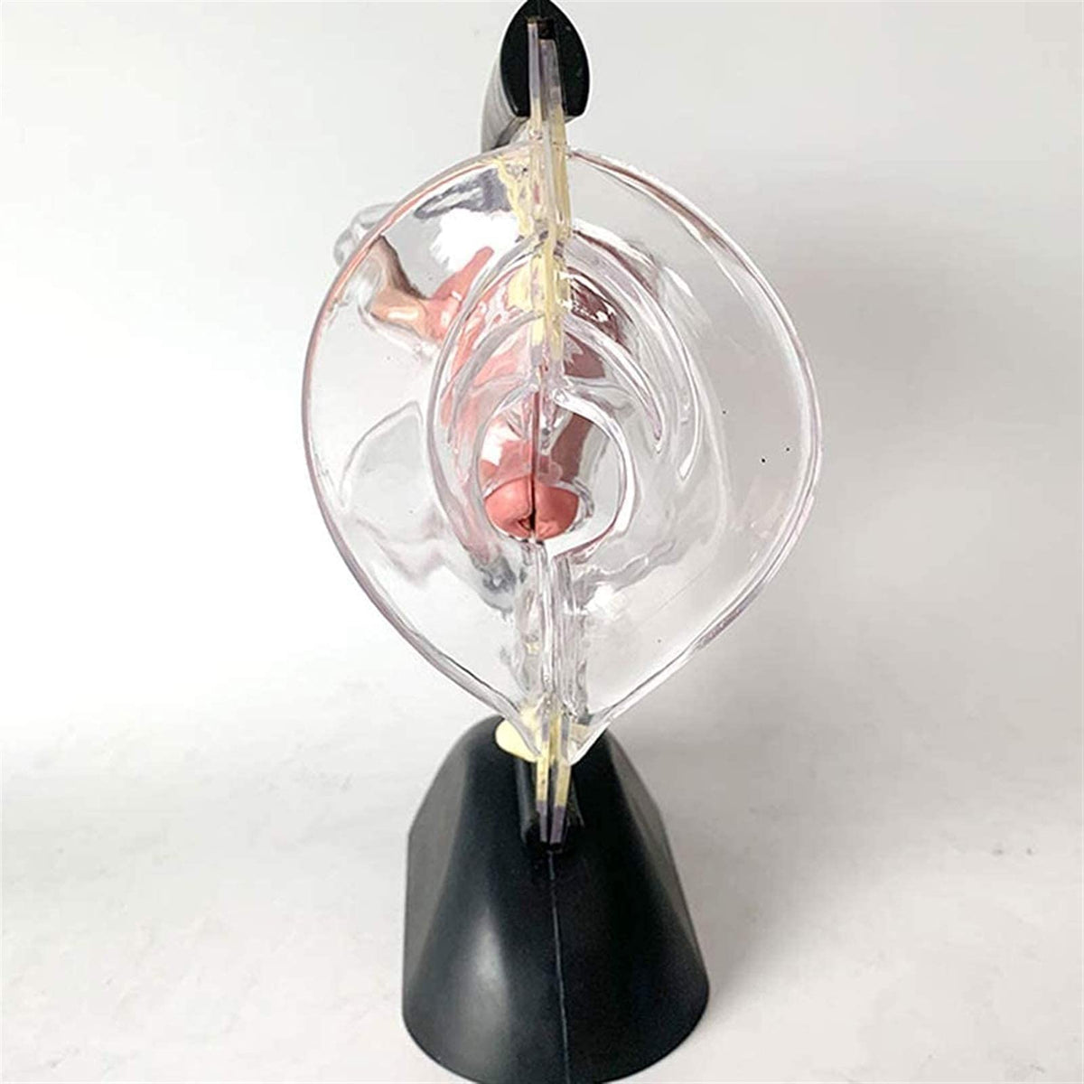 Anatomy Model, Human Model, Model Educational Model Uterus Model Human Organ Model Transparent Pathological Uterine Reproductive Model Detachable Visceral Skeleton Model