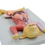 Anatomical Model Cat Model - Life Size Cat Anatomy Model - Separate into 10 Parts Animal Model - PVC Animal Model - Compatible with Educational Training Skeleton Model