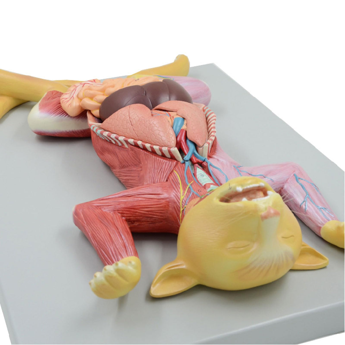 Anatomical Model Cat Model - Life Size Cat Anatomy Model - Separate into 10 Parts Animal Model - PVC Animal Model - Compatible with Educational Training Skeleton Model