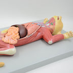 Anatomical Model Cat Model - Life Size Cat Anatomy Model - Separate into 10 Parts Animal Model - PVC Animal Model - Compatible with Educational Training Skeleton Model