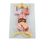 Anatomical Model Cat Model - Life Size Cat Anatomy Model - Separate into 10 Parts Animal Model - PVC Animal Model - Compatible with Educational Training Skeleton Model