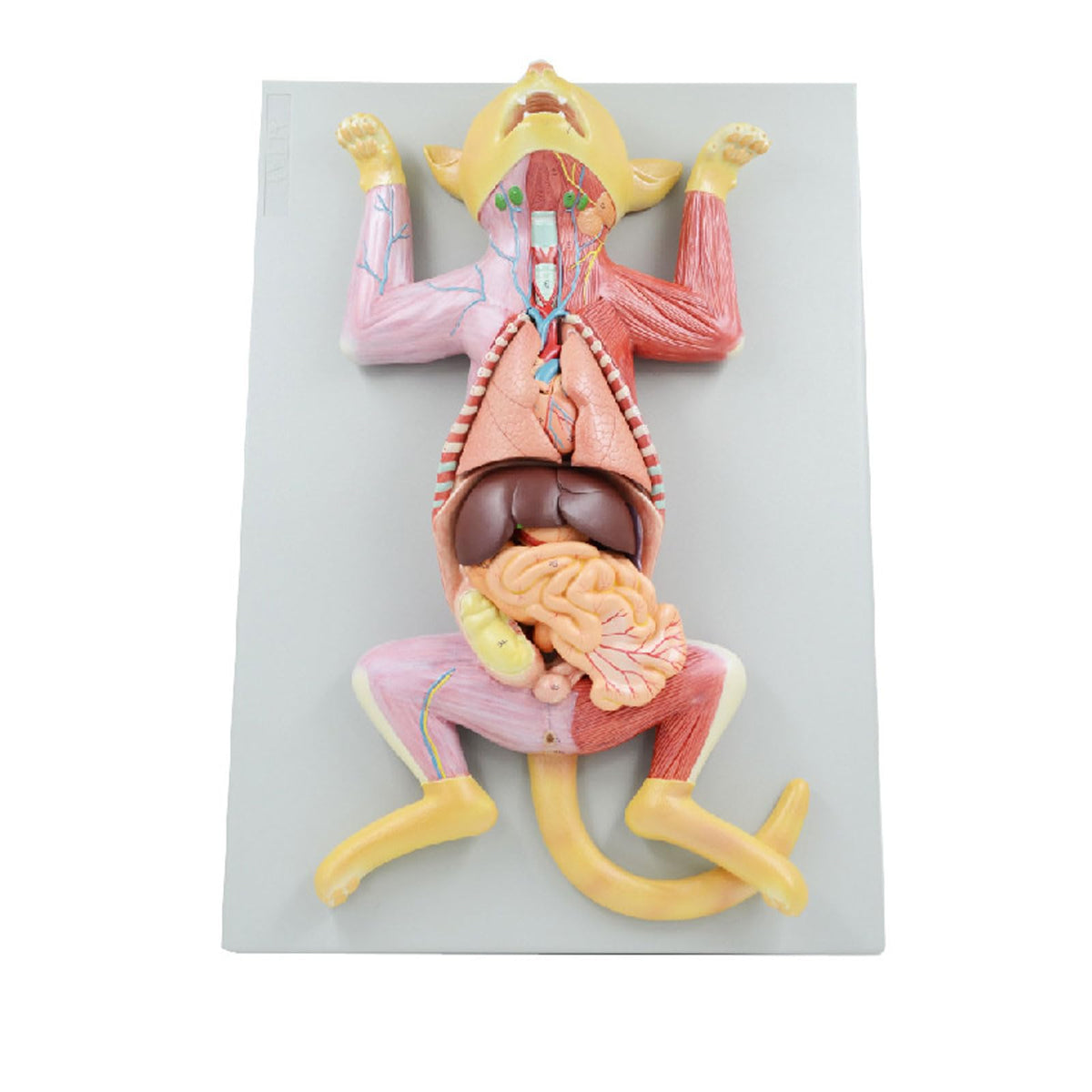 Anatomical Model Cat Model - Life Size Cat Anatomy Model - Separate into 10 Parts Animal Model - PVC Animal Model - Compatible with Educational Training Skeleton Model