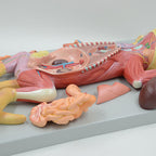 Anatomical Model Cat Model - Life Size Cat Anatomy Model - Separate into 10 Parts Animal Model - PVC Animal Model - Compatible with Educational Training Skeleton Model