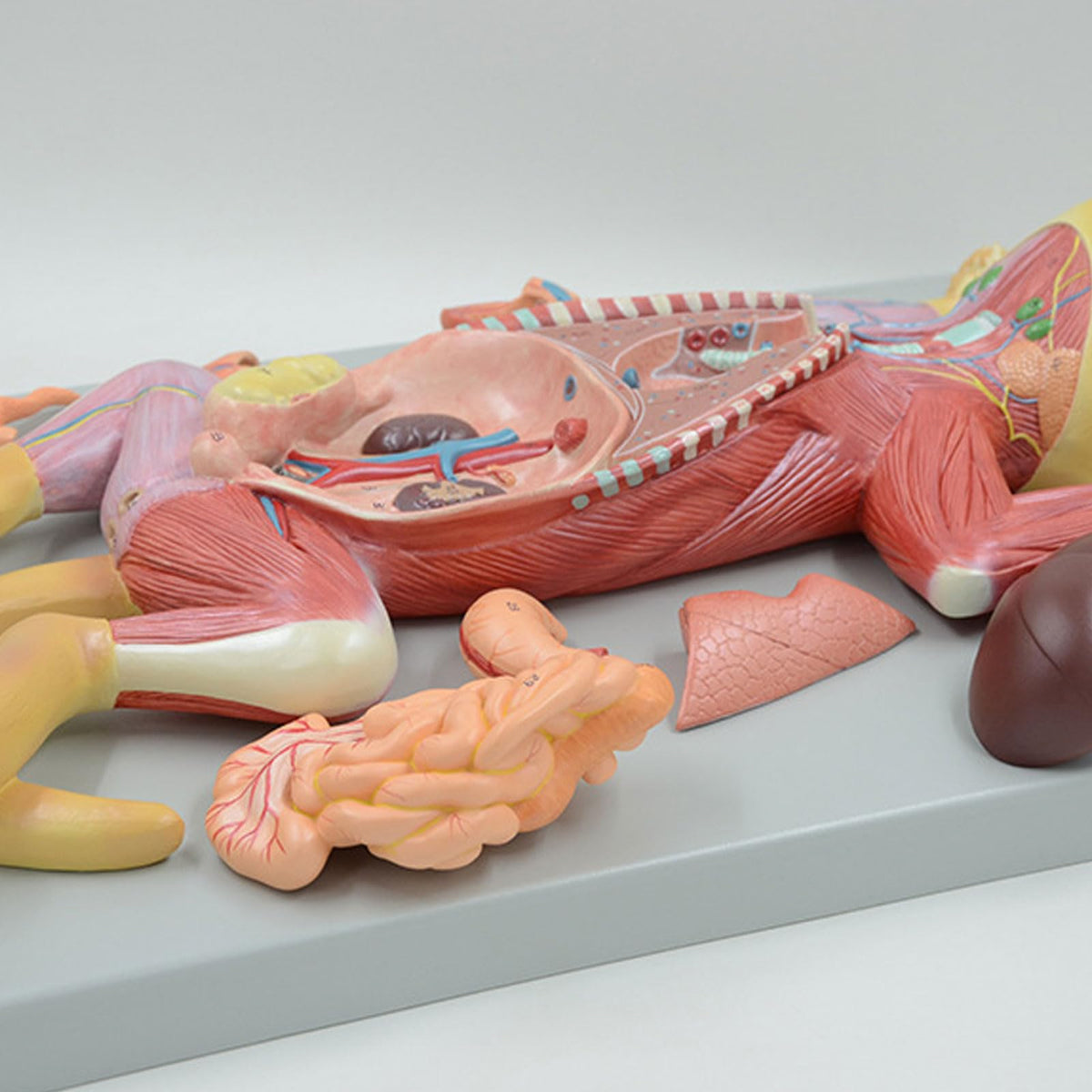 Anatomical Model Cat Model - Life Size Cat Anatomy Model - Separate into 10 Parts Animal Model - PVC Animal Model - Compatible with Educational Training Skeleton Model