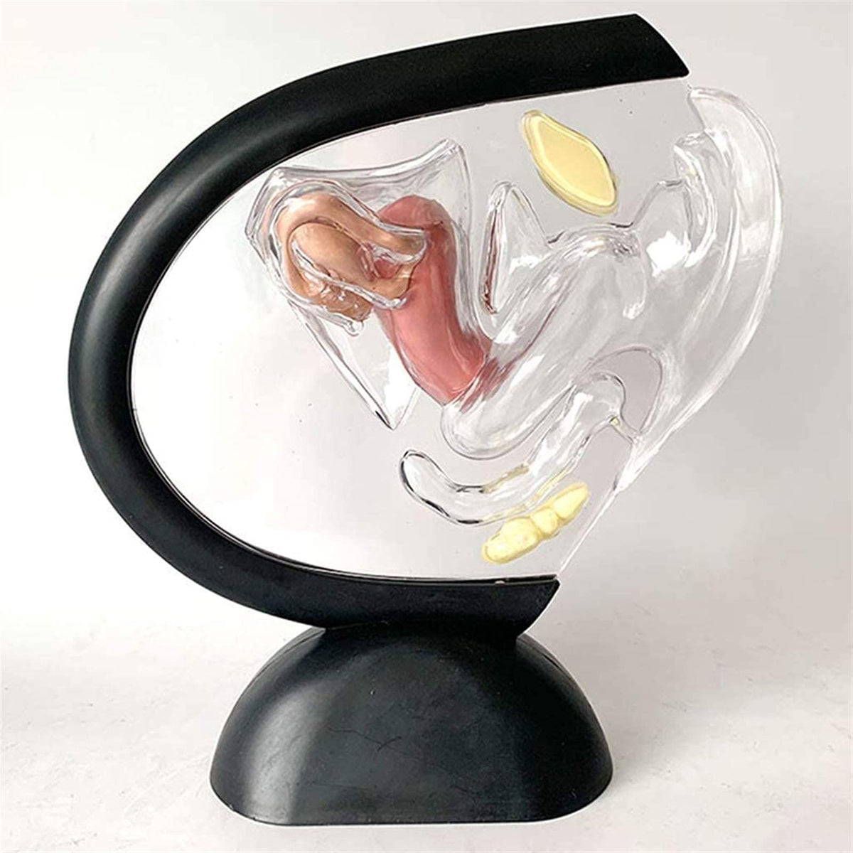 Anatomy Model, Human Model, Model Educational Model Uterus Model Human Organ Model Transparent Pathological Uterine Reproductive Model Detachable Visceral Skeleton Model