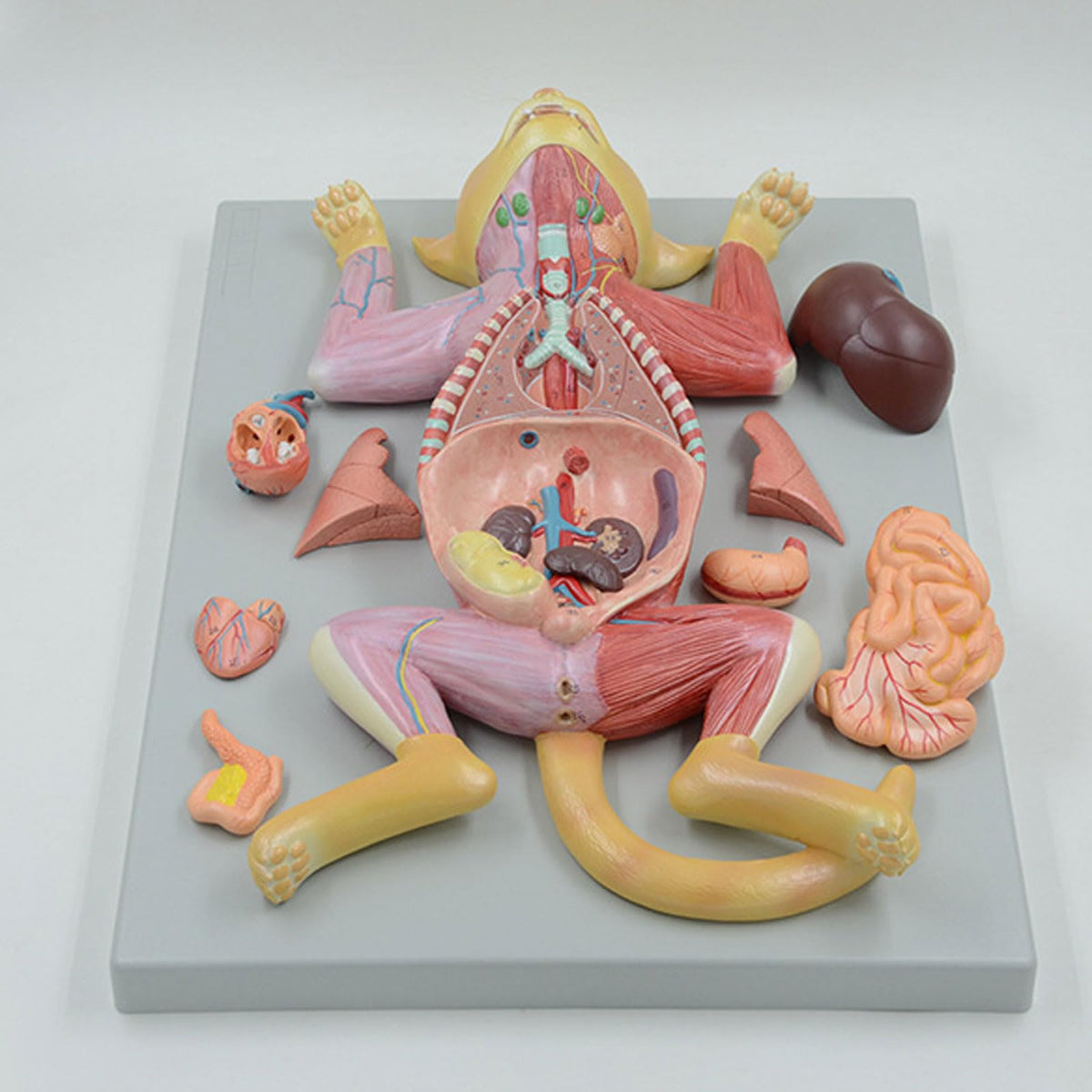 Anatomical Model Cat Model - Life Size Cat Anatomy Model - Separate into 10 Parts Animal Model - PVC Animal Model - Compatible with Educational Training Skeleton Model