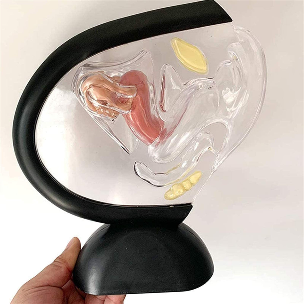 Anatomy Model, Human Model, Model Educational Model Uterus Model Human Organ Model Transparent Pathological Uterine Reproductive Model Detachable Visceral Skeleton Model