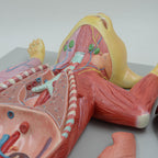 Anatomical Model Cat Model - Life Size Cat Anatomy Model - Separate into 10 Parts Animal Model - PVC Animal Model - Compatible with Educational Training Skeleton Model