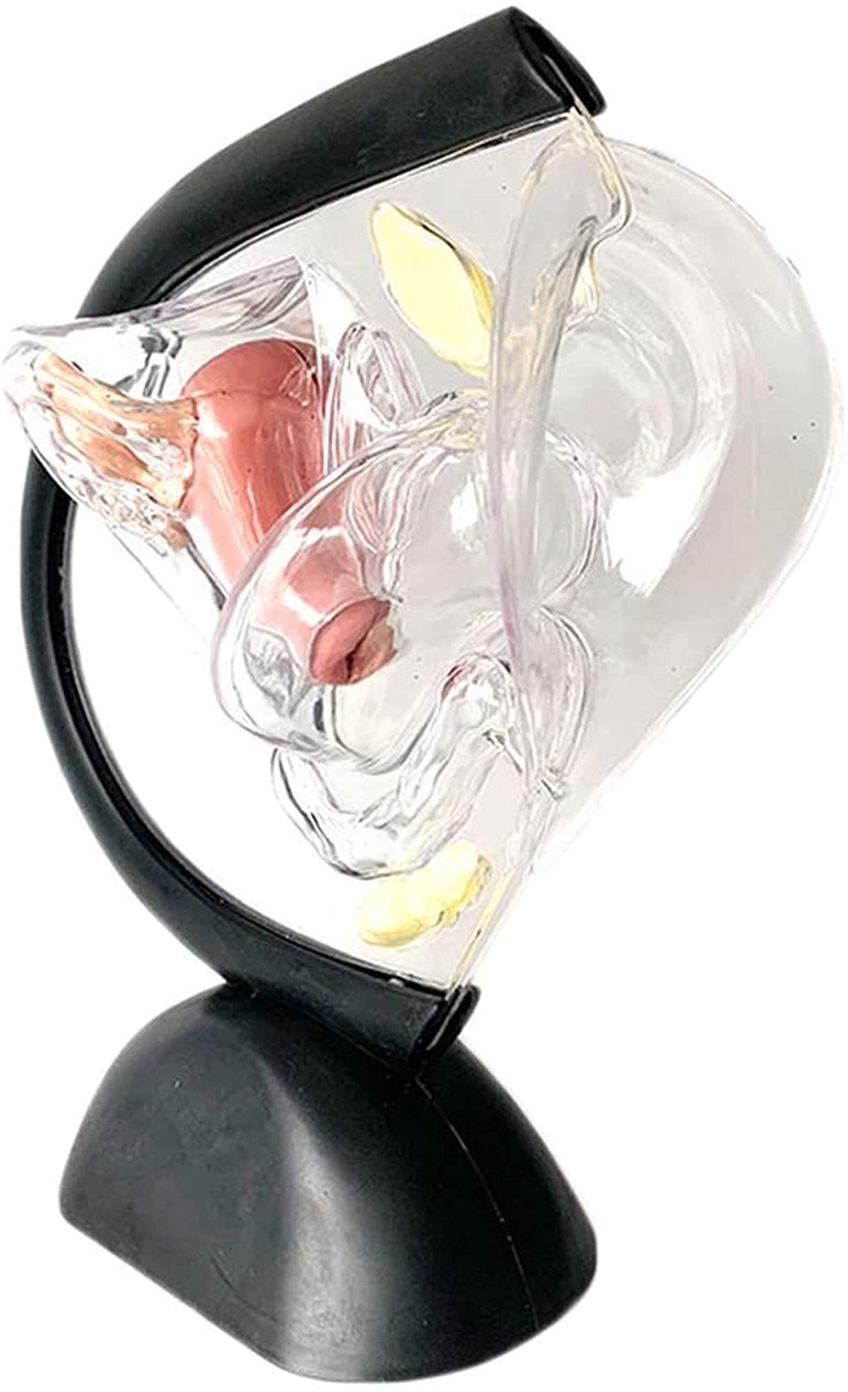 Anatomy Model, Human Model, Model Educational Model Uterus Model Human Organ Model Transparent Pathological Uterine Reproductive Model Detachable Visceral Skeleton Model